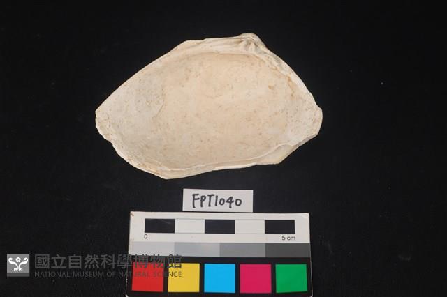 貝殼藏品圖，第2張