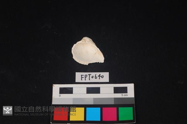 貝殼藏品圖，第2張