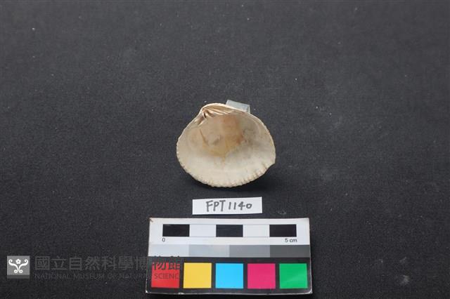 貝殼藏品圖，第2張