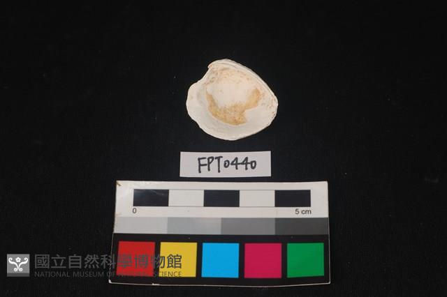 貝殼藏品圖，第2張