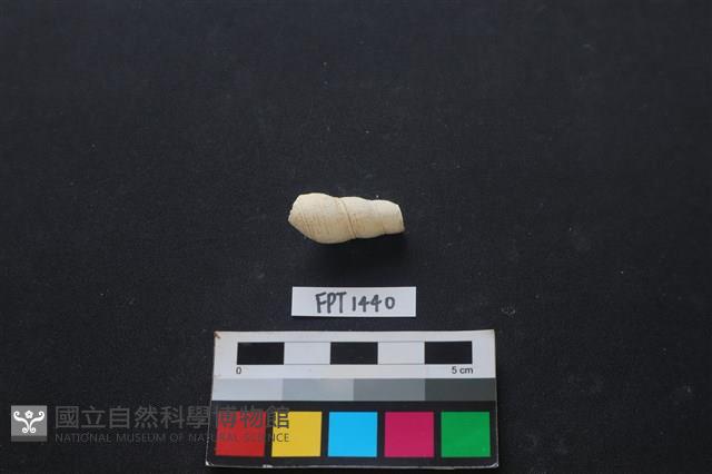 貝殼藏品圖，第2張