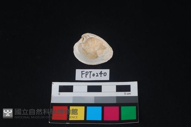 貝殼藏品圖，第2張