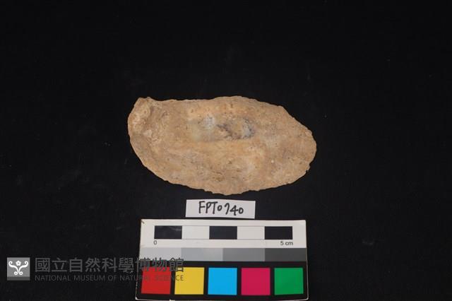 貝殼藏品圖，第2張