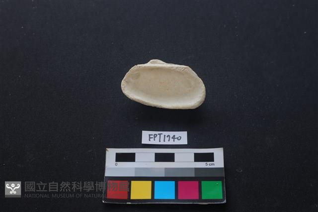貝殼藏品圖，第2張