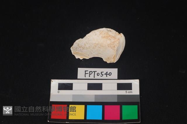 貝殼藏品圖，第2張