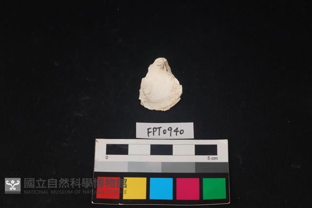 貝殼藏品圖，第2張