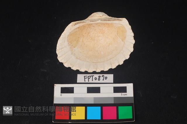 貝殼藏品圖，第2張