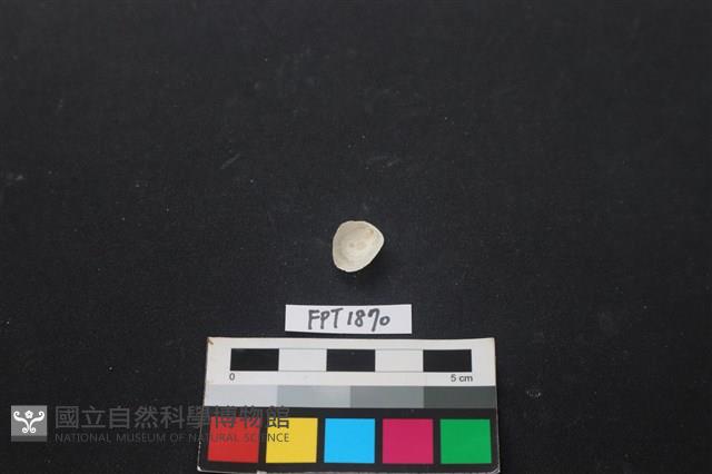 貝殼藏品圖，第2張