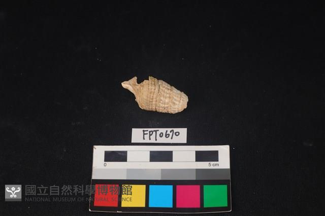 貝殼藏品圖，第2張