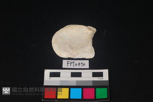貝殼藏品圖，第2張