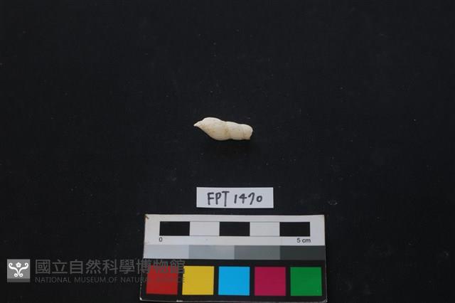 貝殼藏品圖，第2張
