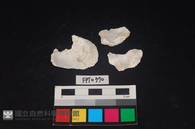 貝殼藏品圖，第2張