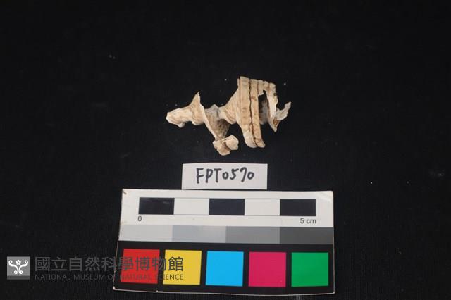貝殼藏品圖，第2張