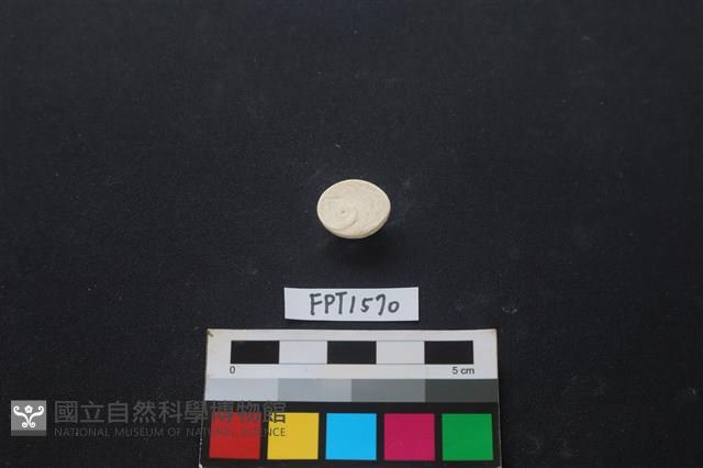貝殼藏品圖，第2張