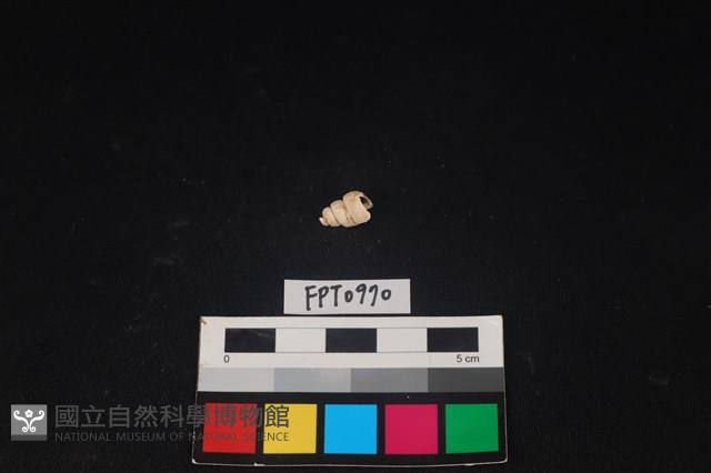 貝殼藏品圖，第2張