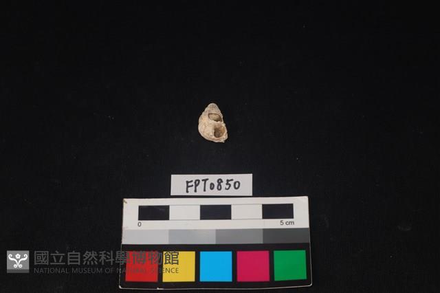 貝殼藏品圖，第2張