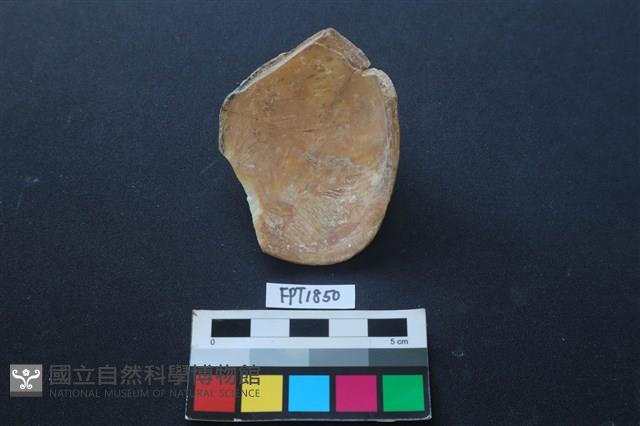 貝殼藏品圖，第2張