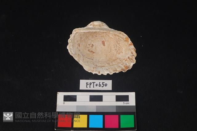 貝殼藏品圖，第2張