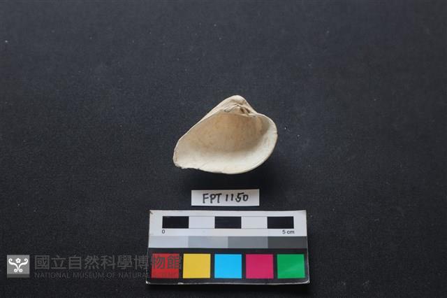 貝殼藏品圖，第2張