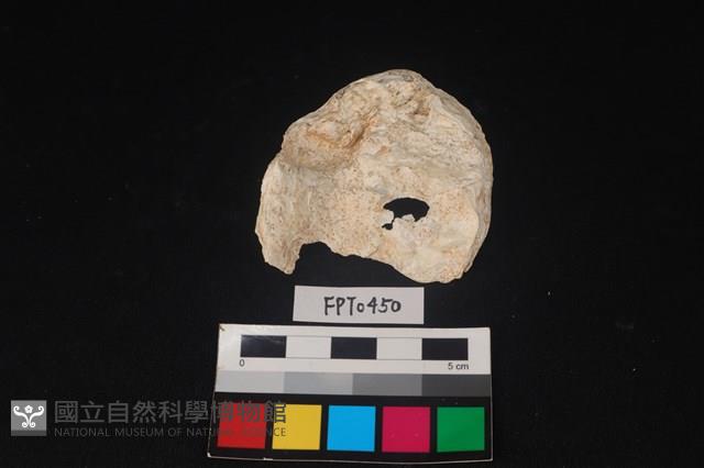 貝殼藏品圖，第2張