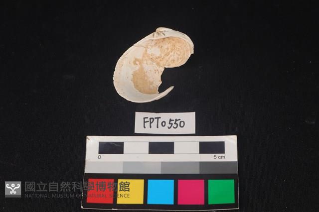 貝殼藏品圖，第2張