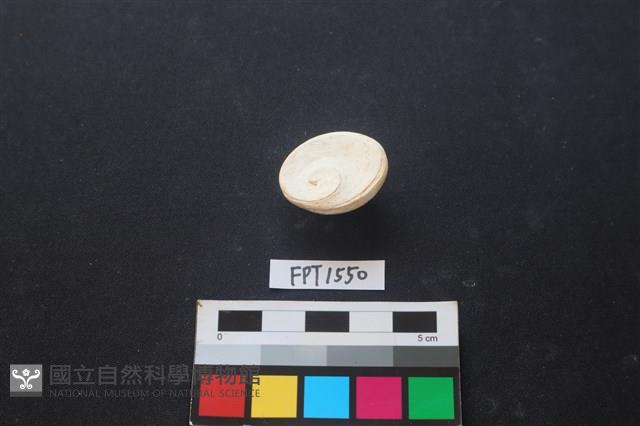貝殼藏品圖，第2張