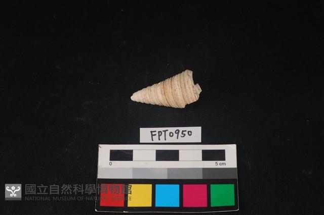 貝殼藏品圖，第2張