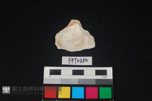 貝殼藏品圖，第2張