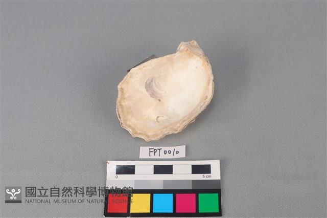 貝殼藏品圖，第2張