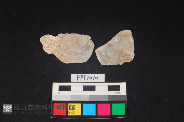 貝殼藏品圖，第2張