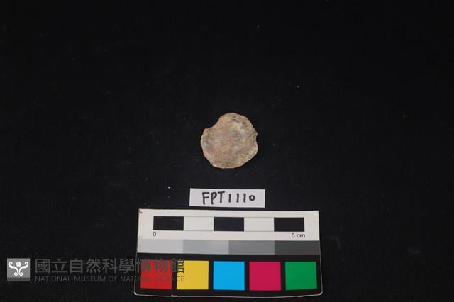 貝殼藏品圖，第2張