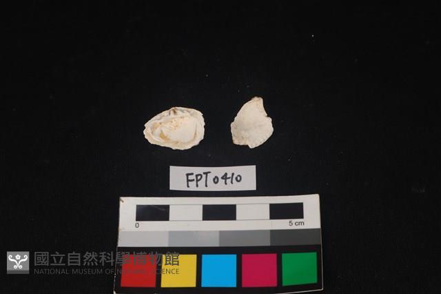 貝殼藏品圖，第2張