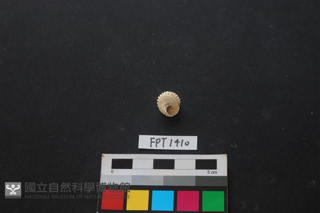 貝殼藏品圖，第2張