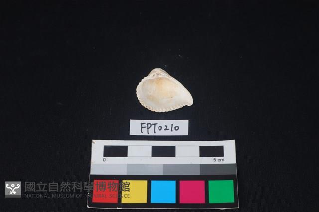 貝殼藏品圖，第2張