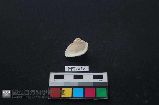貝殼藏品圖，第2張