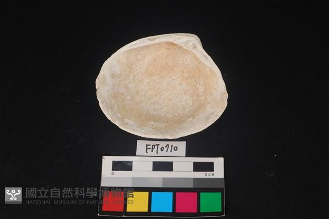 貝殼藏品圖，第2張