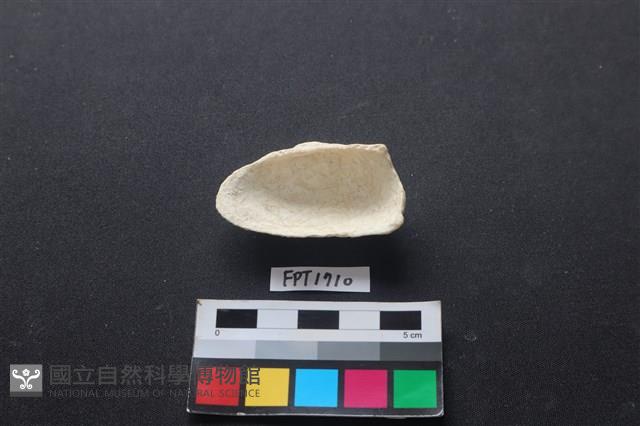 貝殼藏品圖，第2張