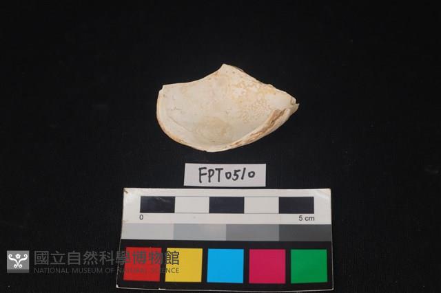 貝殼藏品圖，第2張