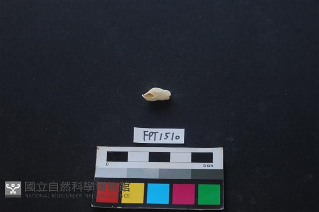 貝殼藏品圖，第2張