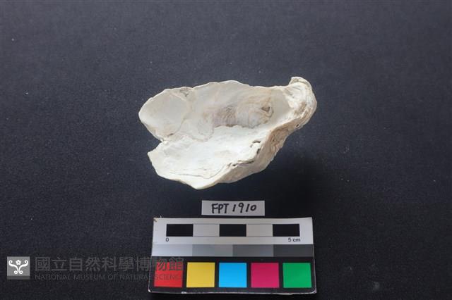 貝殼藏品圖，第2張