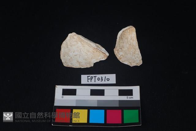 貝殼藏品圖，第2張