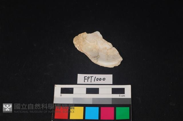 貝殼藏品圖，第2張