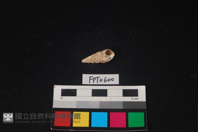 貝殼藏品圖，第2張