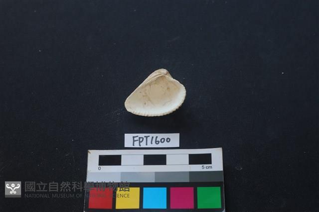 貝殼藏品圖，第2張