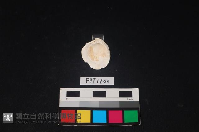 貝殼藏品圖，第2張