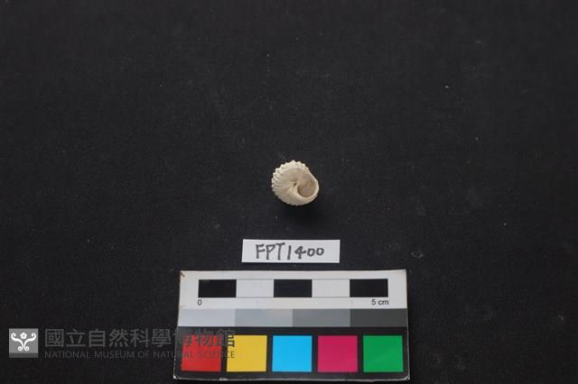 貝殼藏品圖，第2張