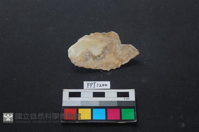 貝殼藏品圖，第2張