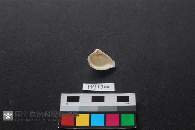 貝殼藏品圖，第2張