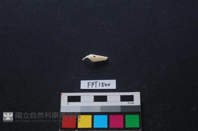 貝殼藏品圖，第2張