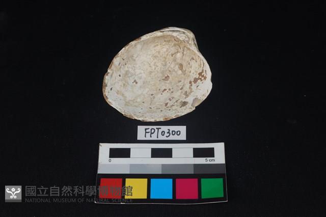 貝殼藏品圖，第2張